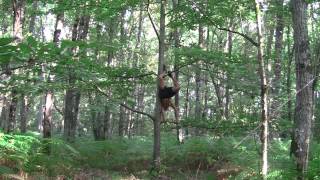 Parkour en forêt  Vincent Bohanne  WCF [upl. by Vallie]