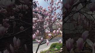 Blooming Magnolia shorts viral youtubeshorts beautiful magnoliaflower [upl. by Egdirdle778]