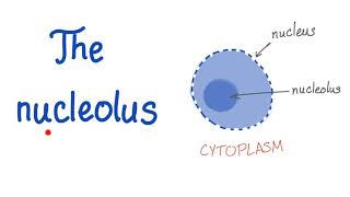 The Nucleolus the small nucleus [upl. by Hgielsel]