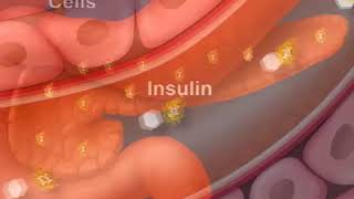 How Diabetes Affects Your Blood Sugar An Animated Guide [upl. by Munshi]