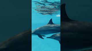 Dolphin Altruistic Behavior Shorts [upl. by Sauveur]