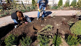 Transplanting Roses amp Planting a Boxwood Hedge 💚🌹  Garden Answer [upl. by Ahsinek]