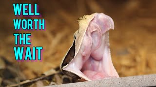 GABOON VIPER Footage that requires PATIENCE [upl. by Anayi]