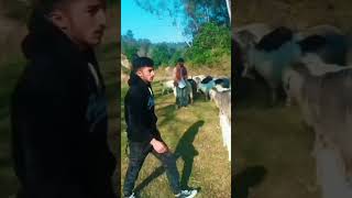 🎤♥️ghre naida med lada ho🥰🙏singar Bobby soni lyrics kr soni ♥️😘😘♥️🥰 pahadi churahi song [upl. by Narok301]