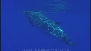 BlainvilleS Beaked Whale Bull [upl. by Leunad496]