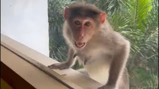 Bonnet Macaque Investigates Hotel Window in the Wayanad District of Kerala India [upl. by Ayekan15]