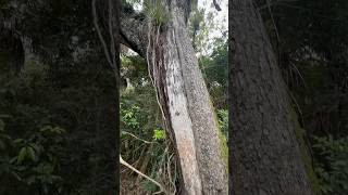 The largest living mahogany tree Swietenia mahogani in the United States is in the Everglades [upl. by Kass]