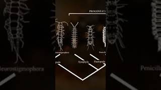 Arthropods emerge from the water documentary universe dinosaur [upl. by Bish350]