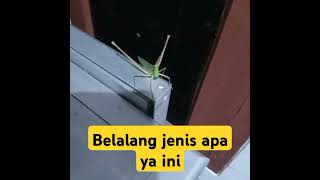 Belalang jenis apa ya ini janganlupaberbuatbaikhariini animals belalang [upl. by Lemraj313]