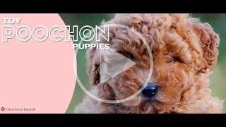 Curly Toy Poochons Chevromist Kennels [upl. by Youngran701]