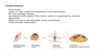 Osteogenic Cells and Osteoblasts [upl. by Aneel448]