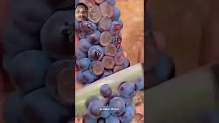 fruit grapegrowing satisfying wine garba music song youtubevideo [upl. by Halihs]