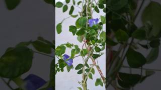 aprajita ka podha ghr me jrur lgai flowergarden sort video [upl. by Terrance]