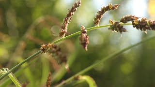 BARNYARDGRASS Echinochloa crusgalli [upl. by Tnecnivleahcim]