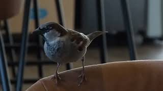 House Sparrow Passer domesticus Huismus Meijendel ZH the Netherlands 29 Nov 2024 17 [upl. by Acirdna]