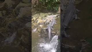 Gharial Endangered crocodilians shorts feed youtube shorts  Gharial [upl. by Asor450]