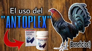 El Uso del ANTOPLEX en los Gallos Beneficios  Gallos Finos🐓 [upl. by Paresh]