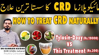 How to Treat CRD Mycoplasma in Chickens without Antibiotics  Chicken Cough amp Sneezing Treatment [upl. by Ard]