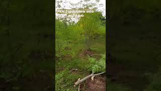 PKM 2 MORINGA CULTIVATION MragriculristPKM2முருங்கை வெட்டுதல் [upl. by Neda883]