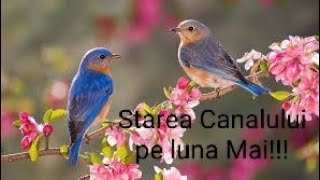 Starea Canalului pe luna Mai 2024 [upl. by Notyrb33]