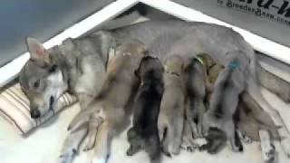 Tamaskan puppies nursing x4 [upl. by Armillia]