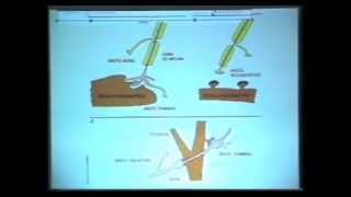 15 de 20 TERAPIA NEURAL Y PENSAMIENTO ALTERNATIVO  Conferencia de JC Payán en Buenos Aires [upl. by Palocz]