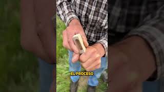 Esto es la Barba de abejas La conocías🤔 [upl. by Wylde611]