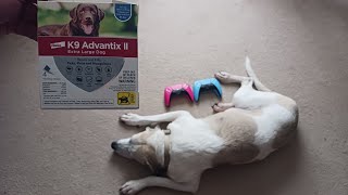 How To Apply K9 Advantix II To Your Dog [upl. by Teplica]