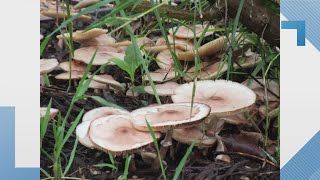 Heavy Rainfall The cause behind mushrooms popping up in your yard [upl. by Nottus]