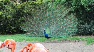 Vogelpark bird park Walsrode Germany [upl. by Gert602]