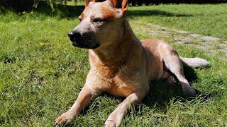 Exploring the Unique Coats of Australian Cattle Dogs [upl. by Elnora]