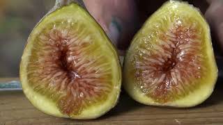 Fig Variety Review and Talk ep 13 [upl. by Spada]