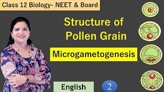 Pollen Grains and Formation of Male Gametophyte NCERT Class 12 [upl. by Nek66]