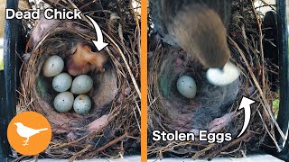 Finch Nest RANSACKED by Cowbird Mother after Chick Dies [upl. by Leuqer]