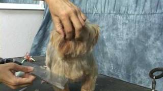 Yorkie grooming Learn how to groom a yorkie yorkshire terrier at wwwhowtogroomnet [upl. by Merrielle]