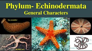 Echinodermata  General characters of phylum Echinodermata  Phylum Echinodermata [upl. by Watts]