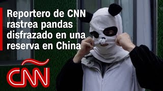 Reportero de CNN se disfraza y se baña en orina de panda para acercarse a pandas salvajes de China [upl. by Wons]