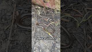 Glass Lizard or Snake wildlife lizard snake nature animals [upl. by Darleen662]