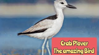 Crab Plover The Amazing Indian Bird [upl. by Yvi]