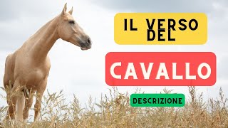 Il verso del cavallo  descrizione 🐎 Che verso fa il cavallo suono di cavallo 🐎 🔈 [upl. by Aicargatla]