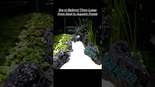 Time Lapse from Seed to Aquatic Forest ntlapse underwatergarden aquaticplants timelapsetrees [upl. by Dualc]