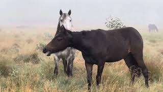 Brumbies in the mist [upl. by Gitt424]