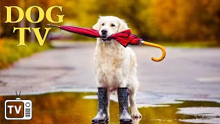 DOG TV Top Videos to Entertain and Chill Dogs  The Perfect Music for Dog to Relax When Home Alone [upl. by Eural652]