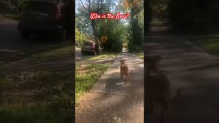 Who is the boss puppy chiweenie doglife howistheboss music disco love 80smusic [upl. by Rae]