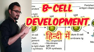 B Cell development maturation in hindi [upl. by Brine]