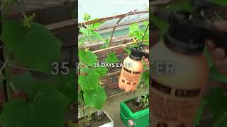 Technology for growing melons from recycled plastic bottles plasticbottlegardenideas recycling [upl. by Sugden]