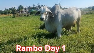 Rambo Day 1 [upl. by Airdnaid934]