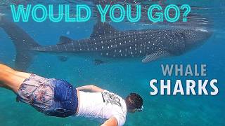 Swimming with Whale Sharks [upl. by Oswell275]