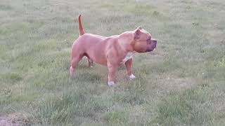 Muscletones Lester 15 year American Bully [upl. by Florella]