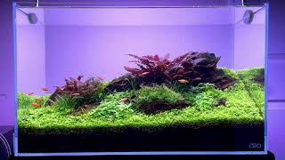 60P Aquascape  5 Month Cinematic Video [upl. by Onihc]